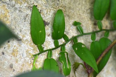 Pothos scandens, photographed by Christopher
