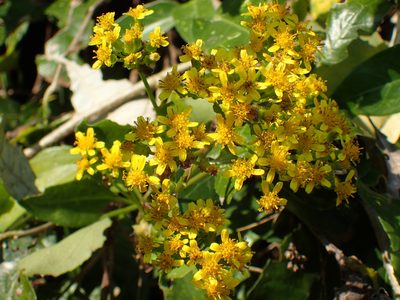 Senecio brachypodus, photographed by Mahomed Desai