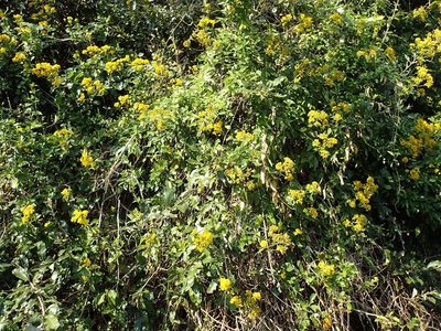 Senecio brachypodus, photographed by Mahomed Desai