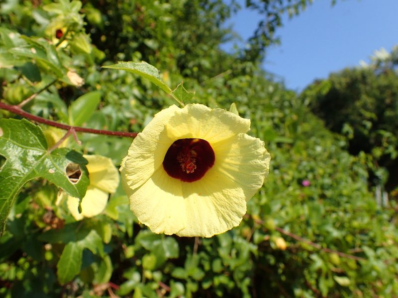 Sabdariffa altissima, photographed by Mahomed Desai