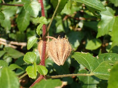 Sabdariffa altissima, photographed by Mahomed Desai