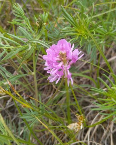 Astragalus versicolor, photographed by Юлия