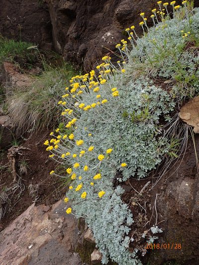 Helichrysum montanum, photographed by Peter Warren