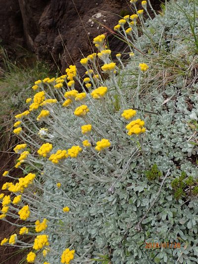 Helichrysum montanum, photographed by Peter Warren