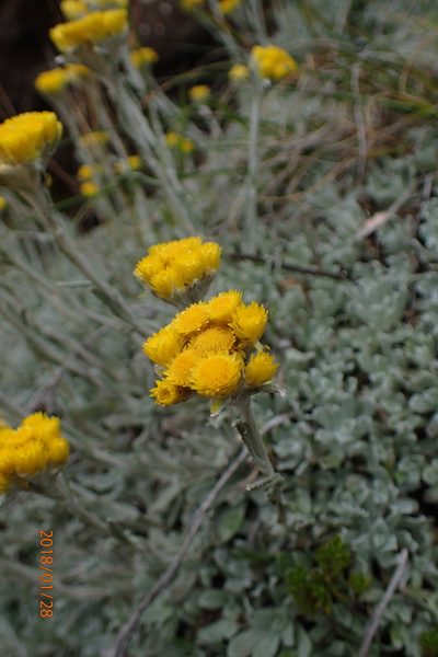 Helichrysum montanum, photographed by Peter Warren