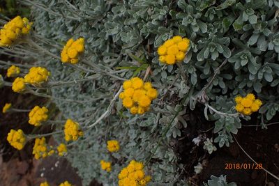 Helichrysum montanum, photographed by Peter Warren