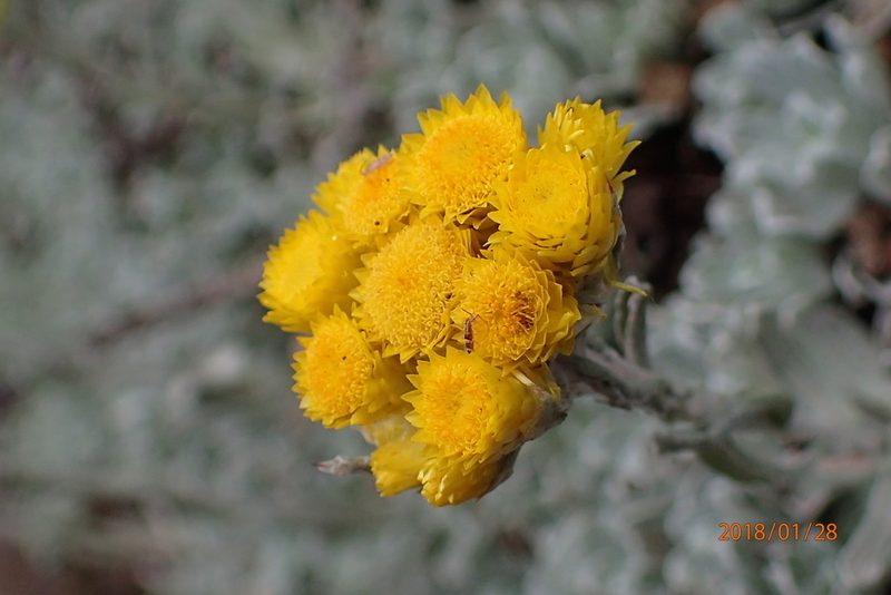 Helichrysum montanum, photographed by Peter Warren