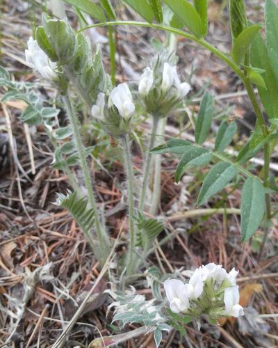 Oxytropis strobilacea, photographed by Юлия