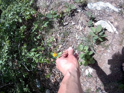 Pseudopodospermum strictum, photographed by Михаил Орлов