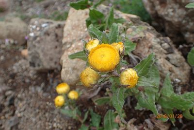 Helichrysum tenax, photographed by Peter Warren