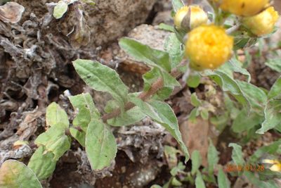 Helichrysum tenax, photographed by Peter Warren