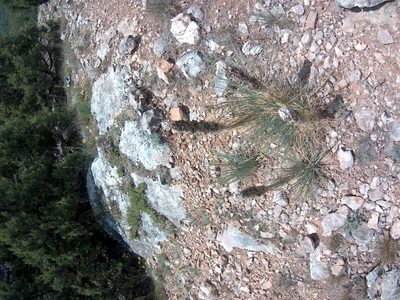 Asphodeline taurica, photographed by Михаил Орлов