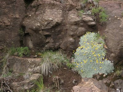 Helichrysum montanum, photographed by Peter Warren