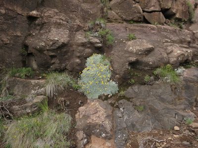 Helichrysum montanum, photographed by Peter Warren