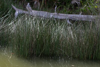 Juncus roemerianus, photographed by Jessica