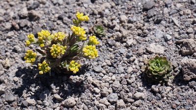Draba jorullensis, photographed by Tim Park