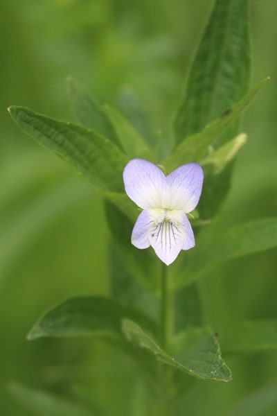 Viola elatior, photographed by Константин Селивёрстов
