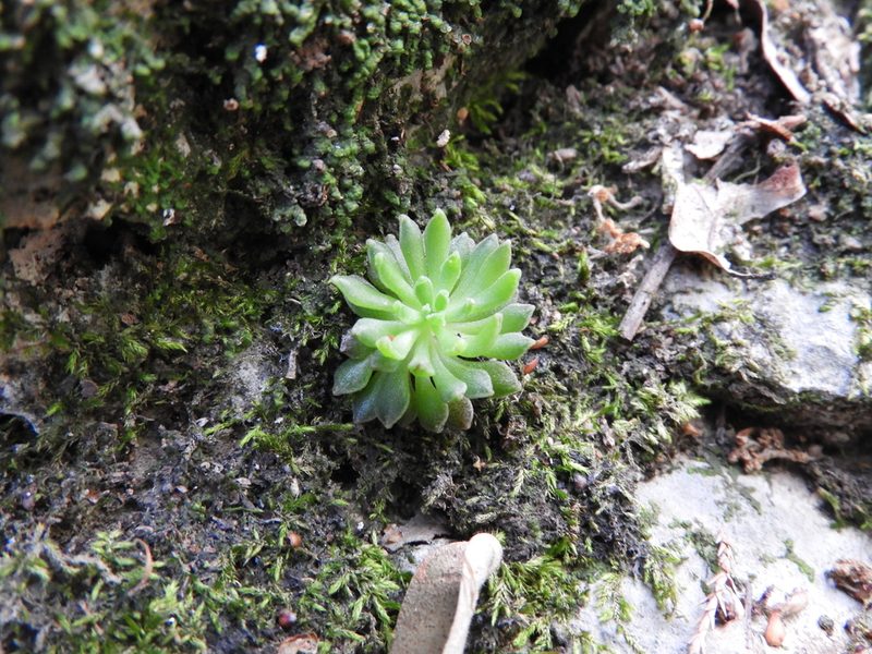 Villadia aristata, photographed by Leticia Jiménez Hernández