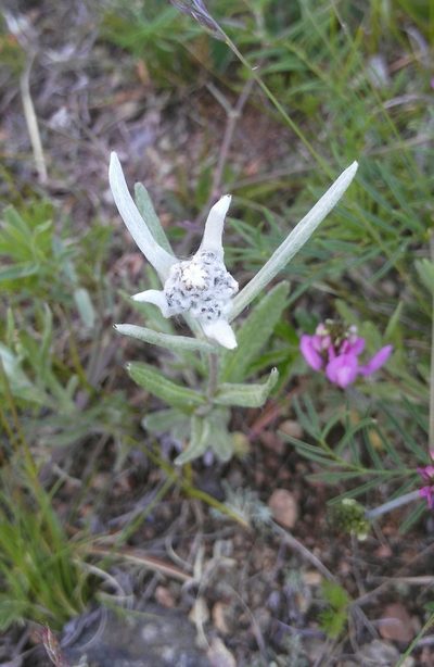 Leontopodium leontopodioides, photographed by Юлия