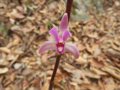 Bletia mexicana, photographed by Leticia Jiménez Hernández