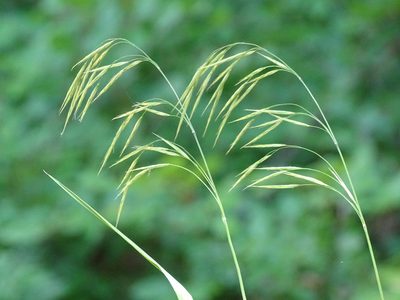 Bromus benekenii, photographed by Christian Berg