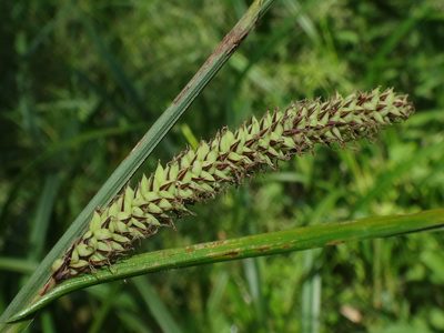 Carex acutiformis, photographed by Christian Berg