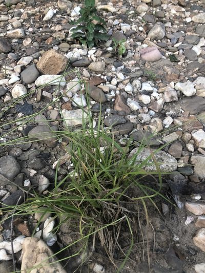 Carex molestiformis, photographed by John Kees