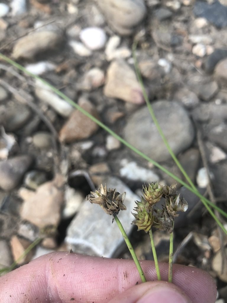 Carex molestiformis, photographed by John Kees