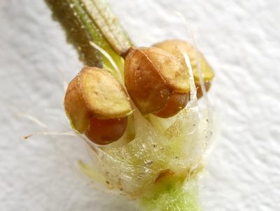 Geranium aequale, photographed by Wolfgang Jauch