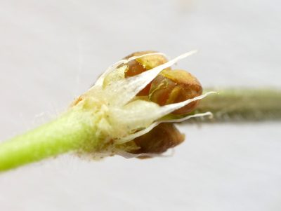 Geranium aequale, photographed by Wolfgang Jauch