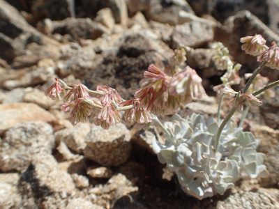 Eriogonum saxatile, photographed by rockybajada