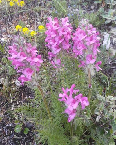 Pedicularis rubens, photographed by Юлия