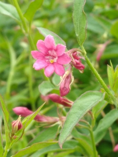 Jasminum beesianum, photographed by SK53