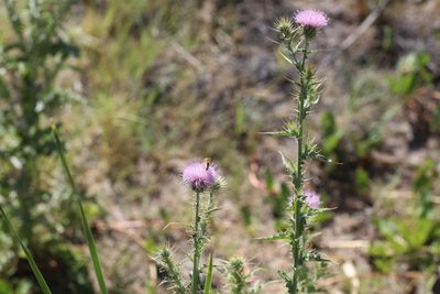 Cirsium mohavense, photographed by Jason Eckberg