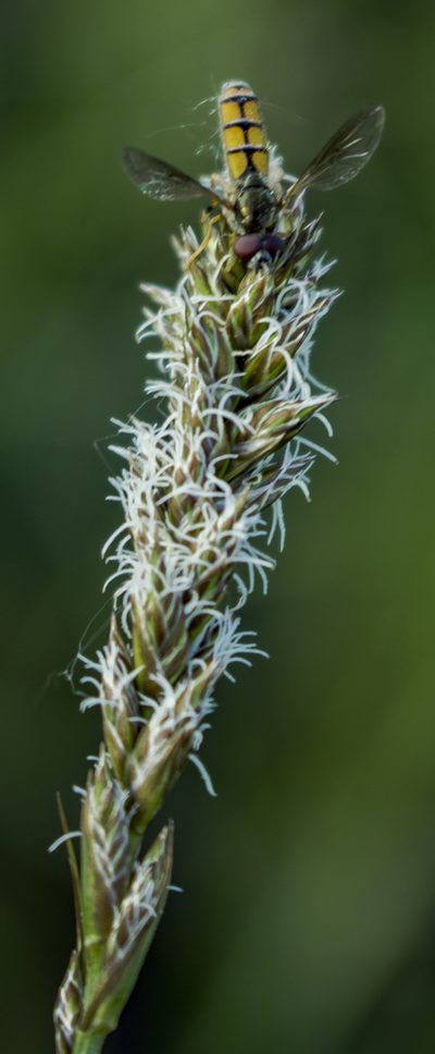 Carex sartwellii, photographed by aarongunnar