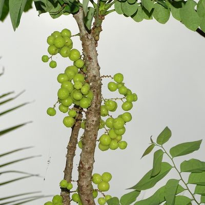 Phyllanthus acidus, photographed by renjus box