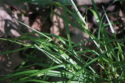Carex jamesii, photographed by Mike B