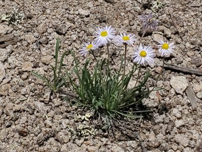 Erigeron vetensis, photographed by Craig Martin