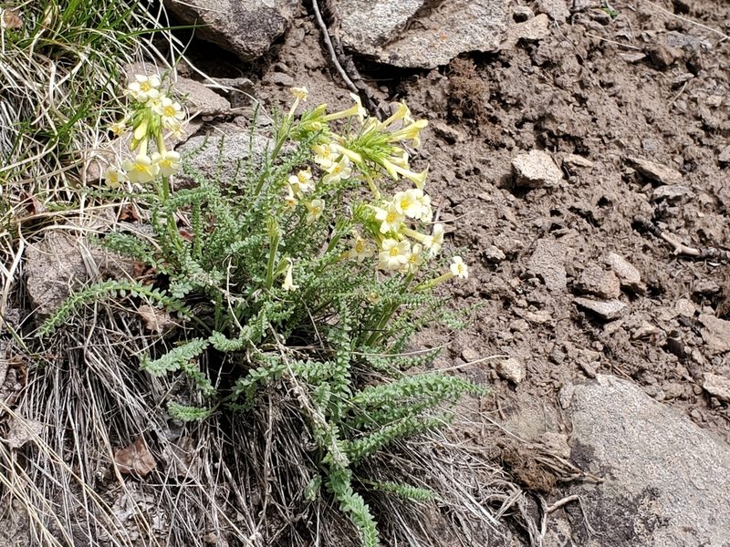 Polemonium brandegeei, photographed by Craig Martin