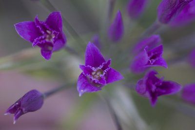Allium crispum, photographed by John Hibbard