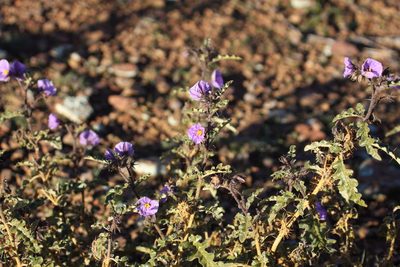 Solanum petrophilum, photographed by Richard Fuller