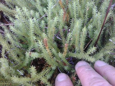 Lateristachys lateralis, photographed by Brett Sandford