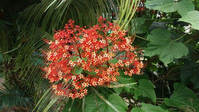 Clerodendrum paniculatum, photographed by Roger A. Morales-Flores