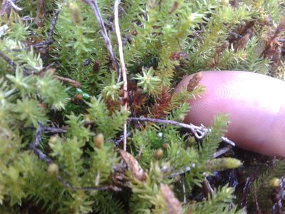 Lateristachys lateralis, photographed by Brett Sandford