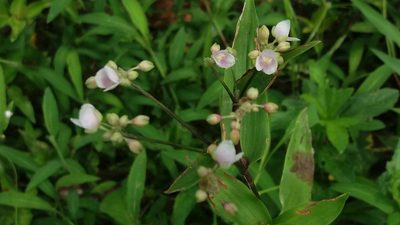 Tripogandra serrulata, photographed by Roger A. Morales-Flores