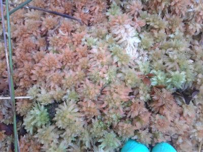 Sphagnum cristatum, photographed by Brett Sandford