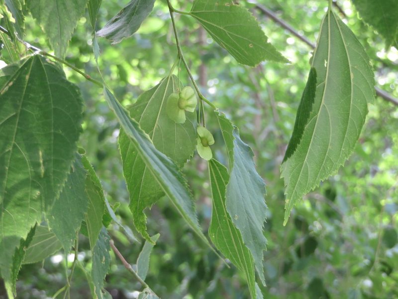 Pteroceltis tatarinowii, photographed by Jens-Christian Svenning