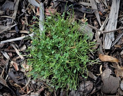 Trifolium ornithopodioides, photographed by Daniel Cahen