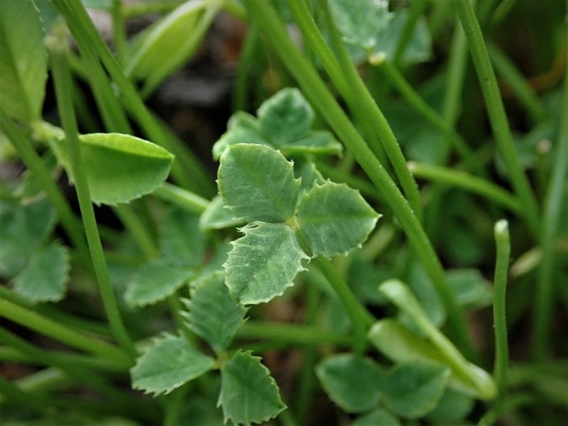 Trifolium ornithopodioides, photographed by Daniel Cahen