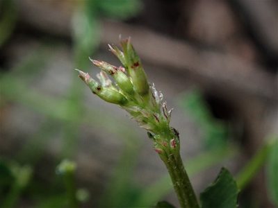 Trifolium ornithopodioides, photographed by Daniel Cahen
